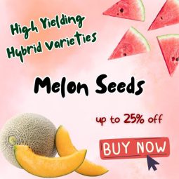 melon_seeds_english