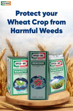 wheat_herbicides_480X720